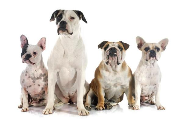 Noms pour chiens bouledogue - Caractéristiques du bouledogue