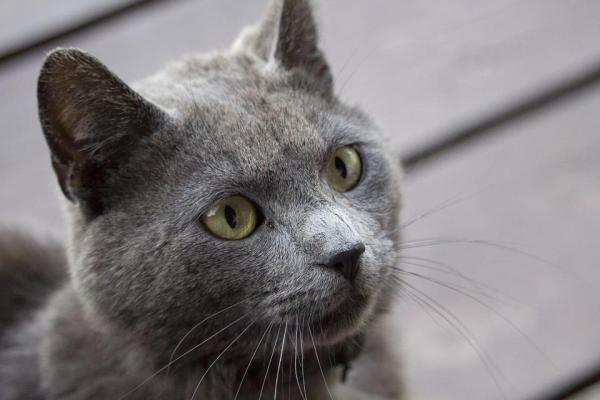 Caractère du chat selon sa couleur - Couleur du chat gris