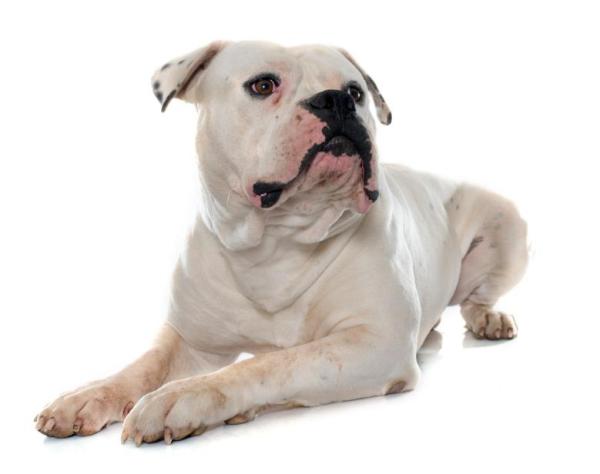 Noms pour chiens bouledogue - Noms pour bouledogue américain