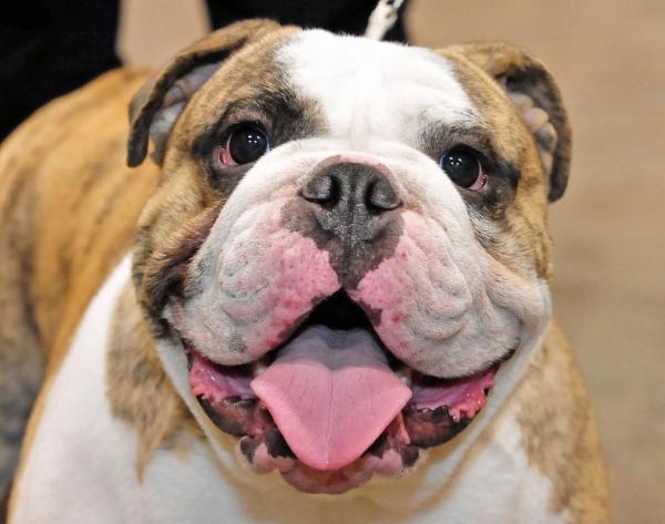 Noms pour chiens bouledogue - Noms pour bouledogue anglais