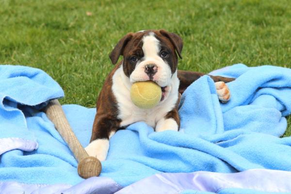 Noms pour chiens bouledogue - Noms pour bouledogue chiot
