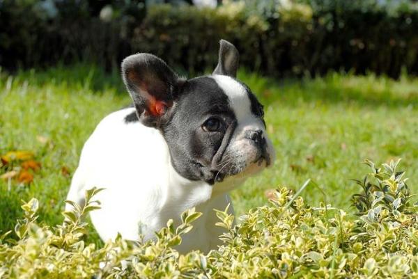Noms pour chiens bouledogue - Noms pour bouledogue français