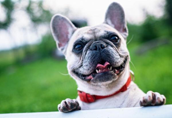 Noms pour chiens bouledogue