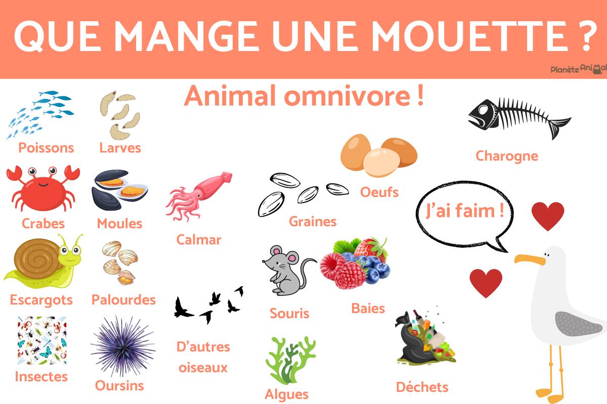 Que mange une mouette ?
