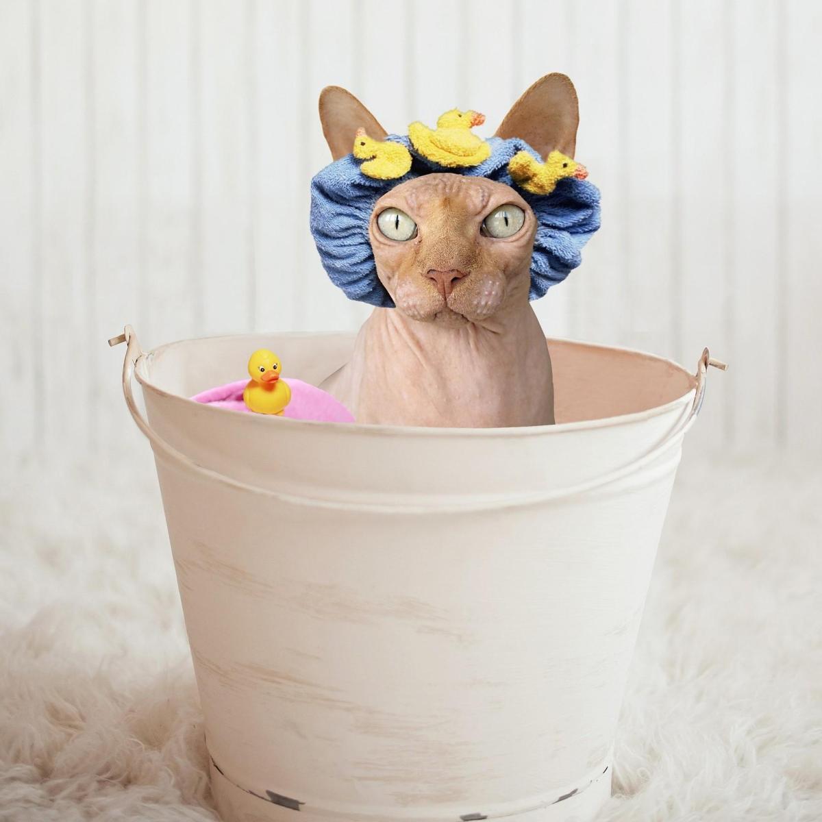 Comment donner un bain à un chat sphynx ou sans poils ?