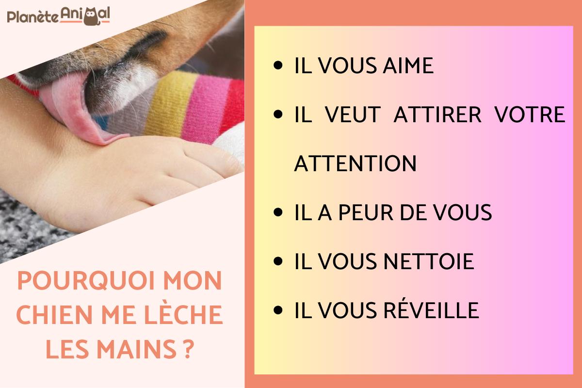 Pourquoi mon chien me lèche les MAINS