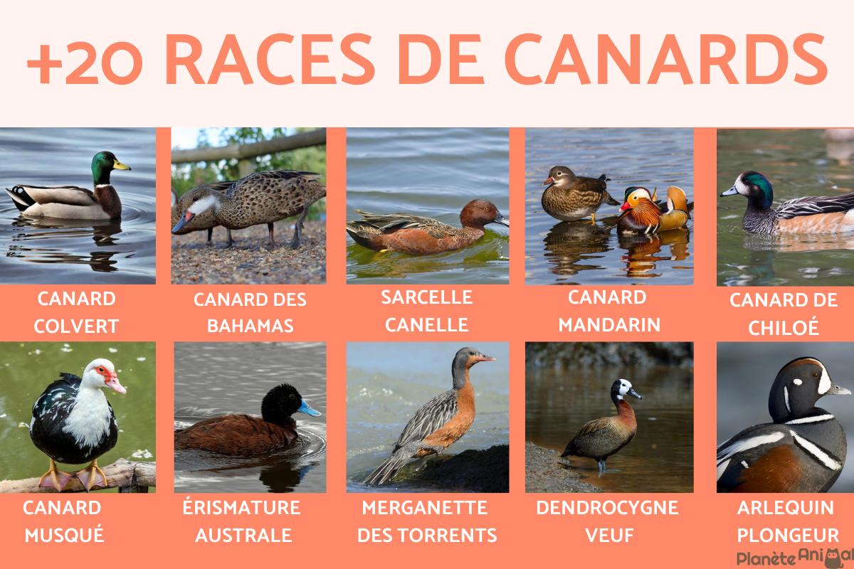 Race de canard