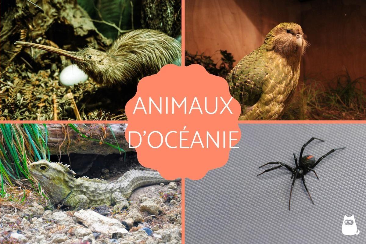 Animaux d'Océanie