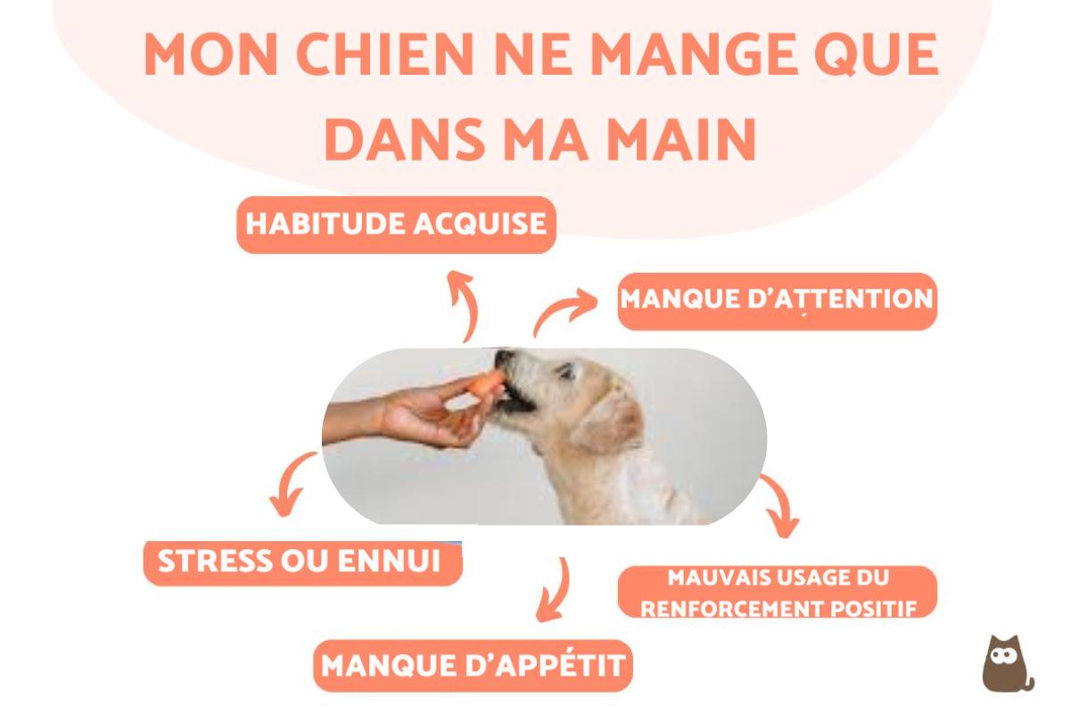 Mon chien ne mange que dans ma main - Causes et que faire
