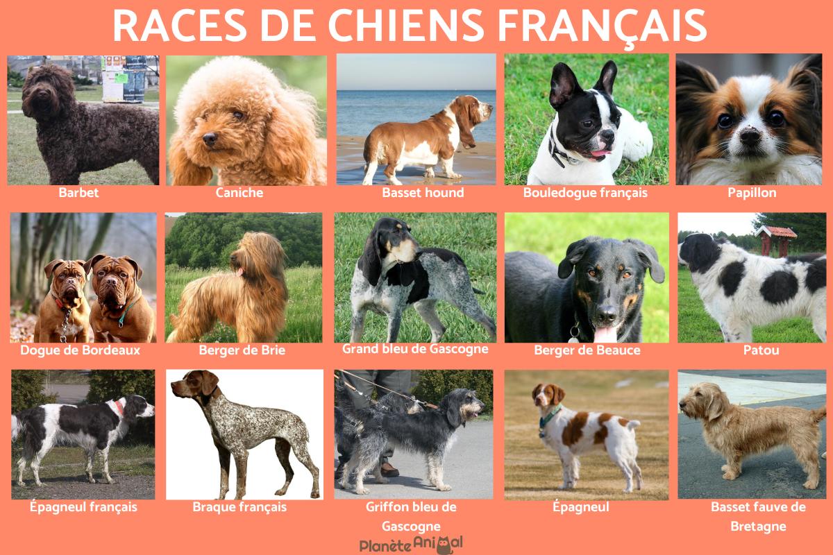 Race de chien français