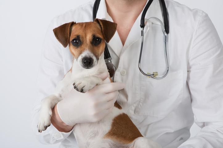 Comment empêcher un chien de faire ses besoins dans la maison