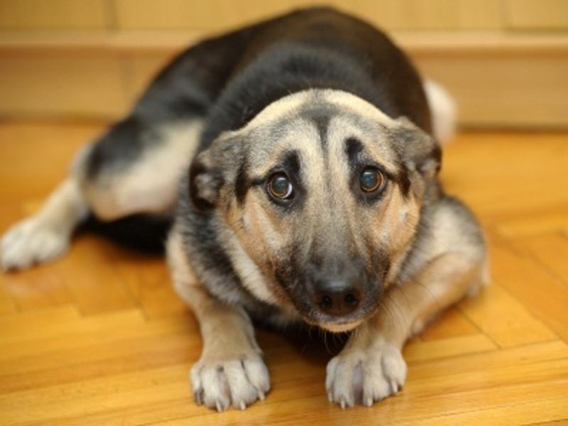 Comment empêcher un chien de faire ses besoins dans la maison