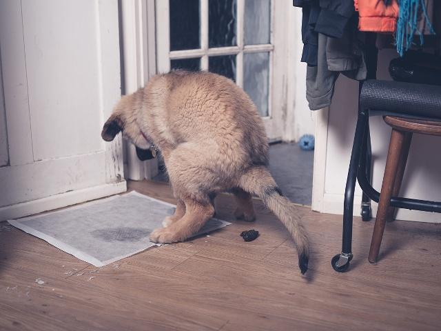 Comment empêcher un chien de faire ses besoins dans la maison