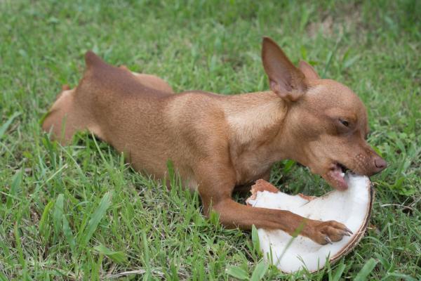 Un chien peut-il manger de la noix de coco ?