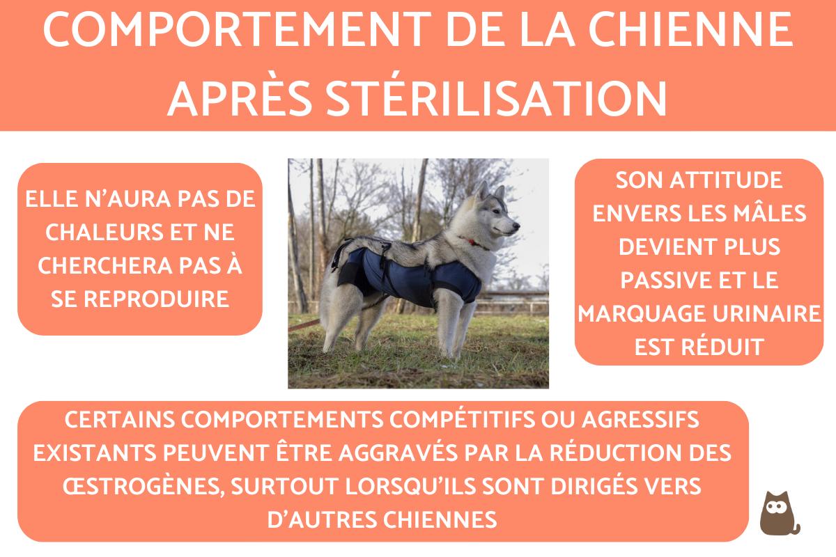 Comportement de la chienne après stérilisation