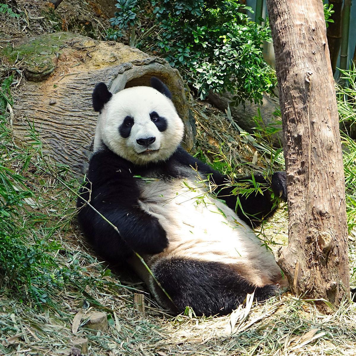 Où vivent les pandas géants