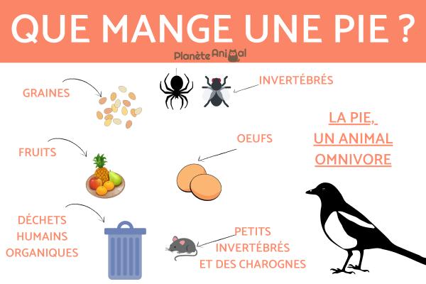 Que mange une pie ?