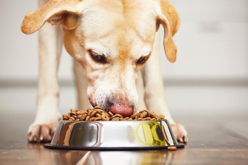 Pourquoi mon chien pète ? 5 RAISONS