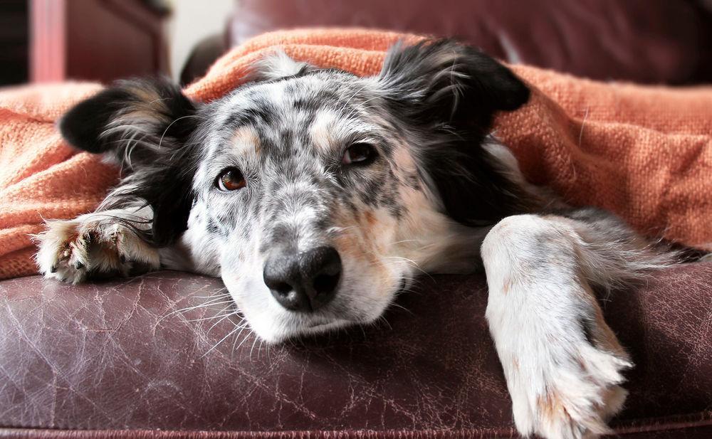 Pourquoi mon chien pète ? 5 RAISONS