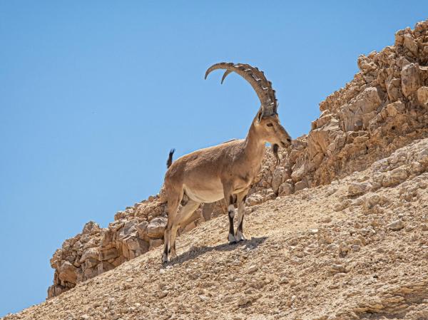 Espèces de chèvres - Bouquetin de Nubie (Capra nubiana)
