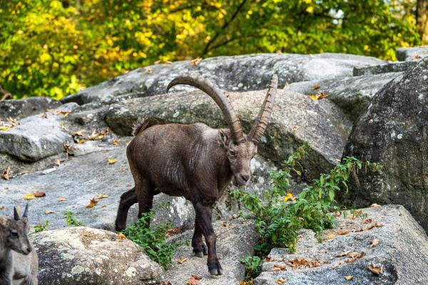 Espèces de chèvres - Bouquetin des Alpes (Capra ibex)