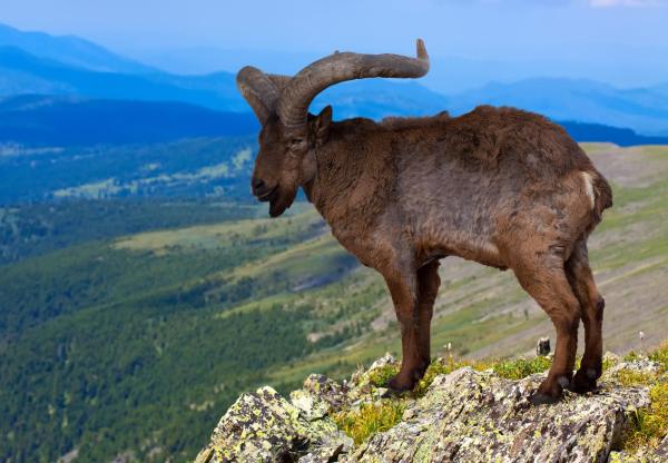 Espèces de chèvres - Chèvre du Caucase oriental (Capra cylindricornis)
