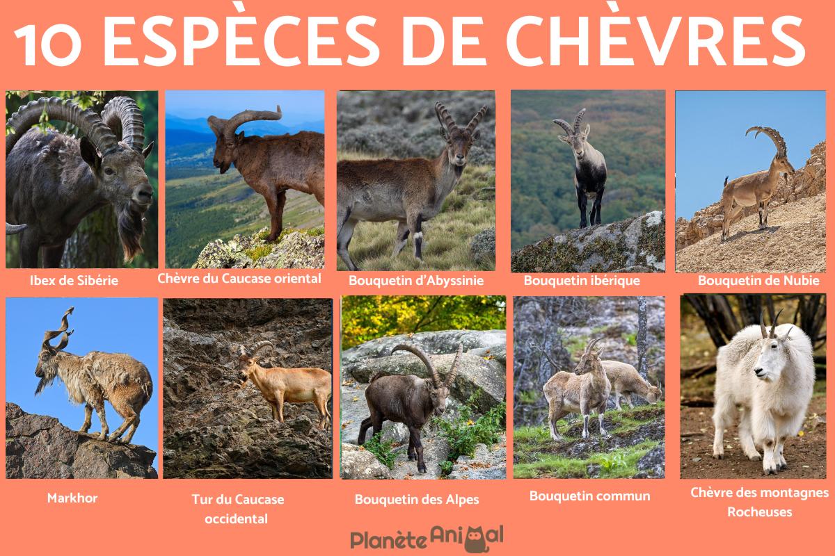 Espèces de chèvres
