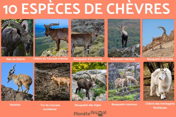 Espèces de chèvres