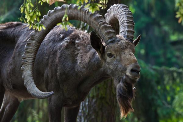 Espèces de chèvres - Ibex de Sibérie (Capra sibirica)