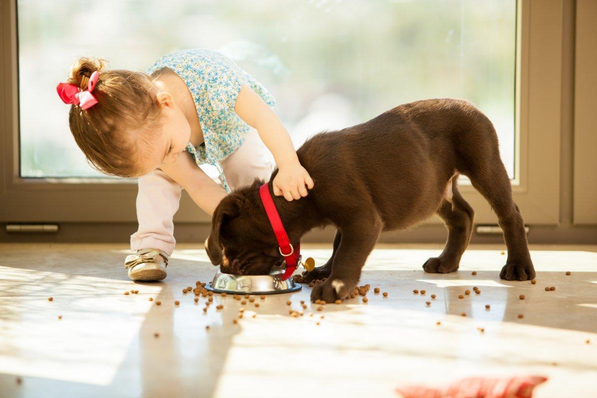 Pourquoi mon chien pète ? 5 RAISONS