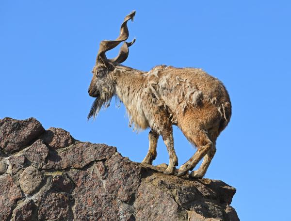 Espèces de chèvres - Markhor (Capra falconeri)