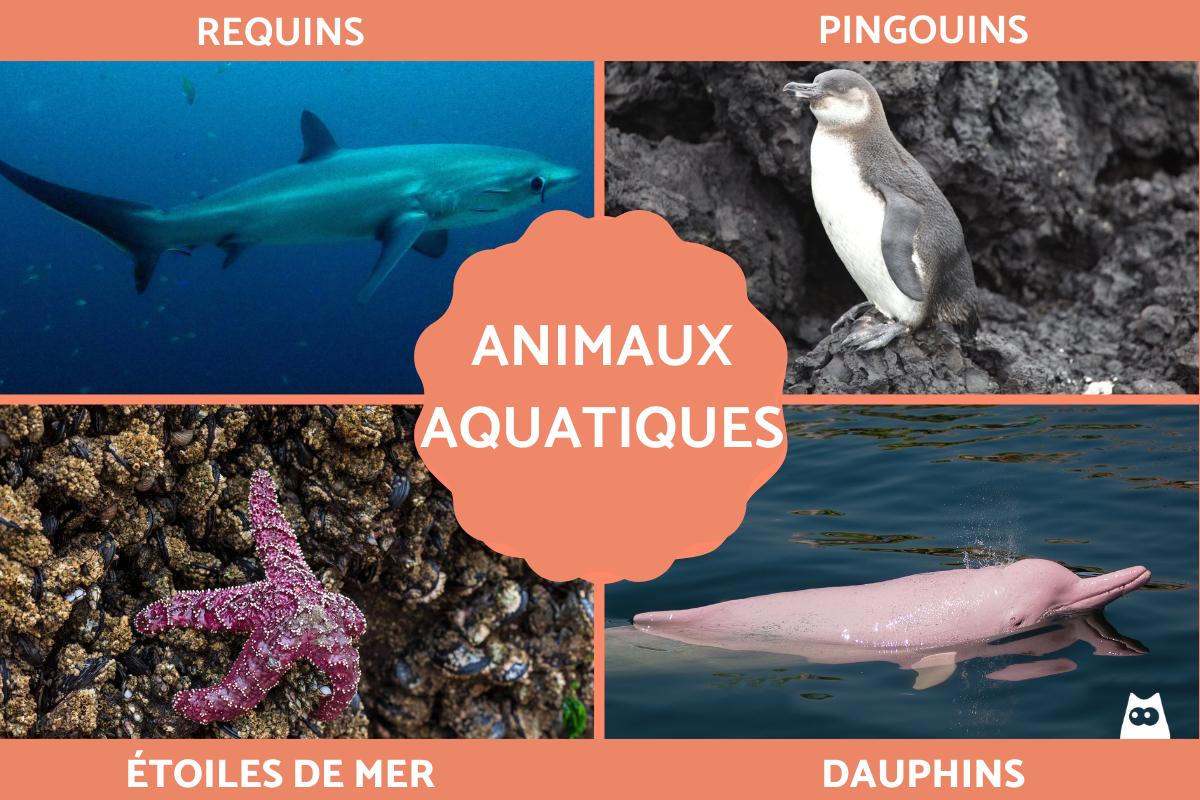 Animaux aquatiques