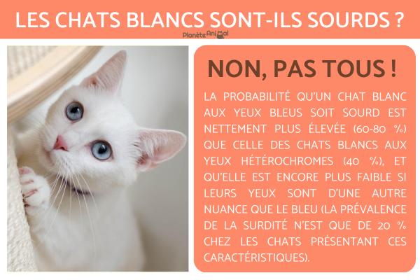 Les chats blancs sont-ils sourds ?