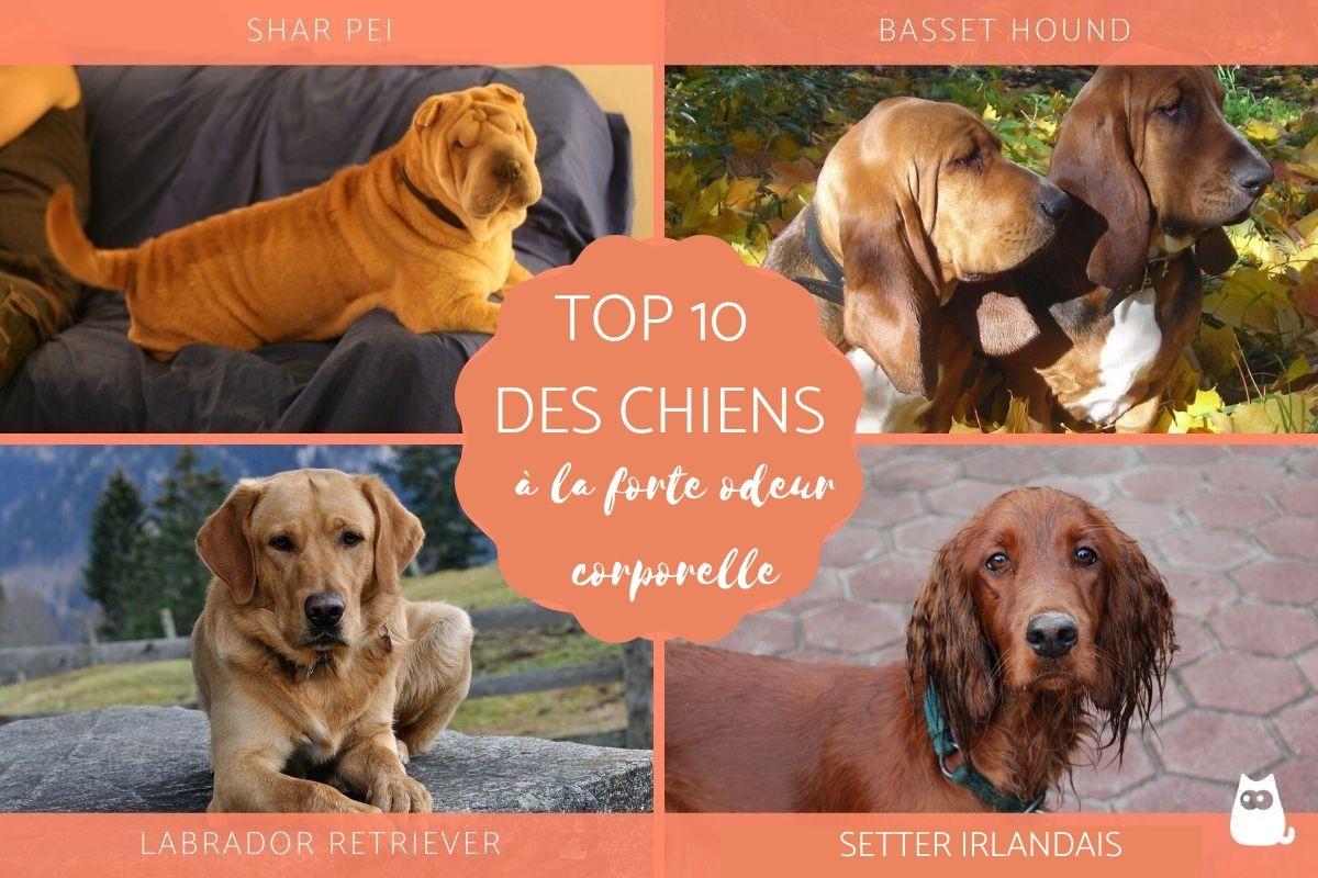 Race de chien qui sent mauvais - Top 10