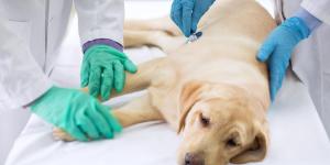 Comment savoir si mon chien a mal au ventre ?