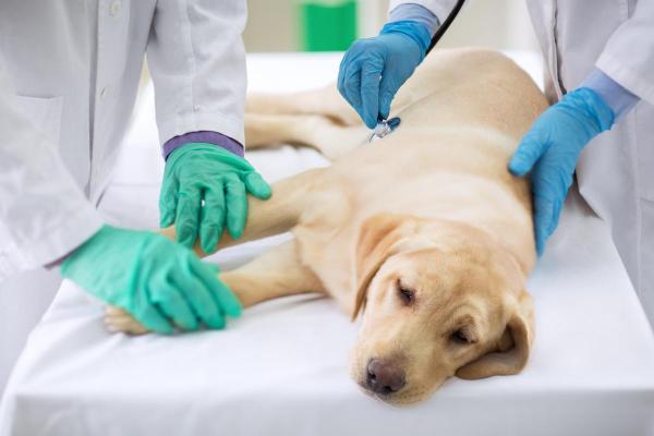 Comment savoir si mon chien a mal au ventre ?