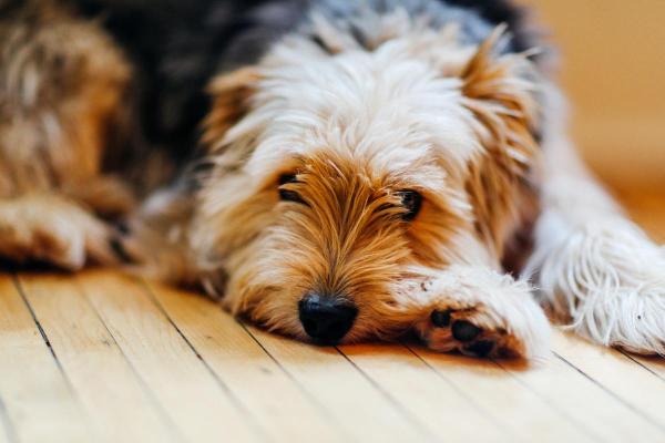 Comment savoir si mon chien a mal au ventre ? - Comment se manifeste le mal de ventre chez le chien ?
