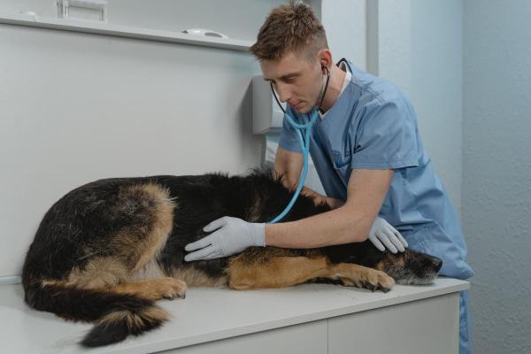 Comment savoir si mon chien a mal au ventre ? - Symptômes d'un chien qui a mal au ventre