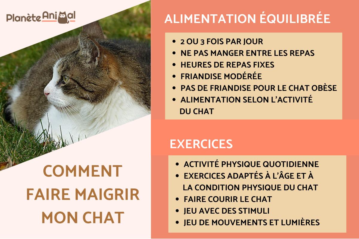 Comment faire maigrir mon chat obèse