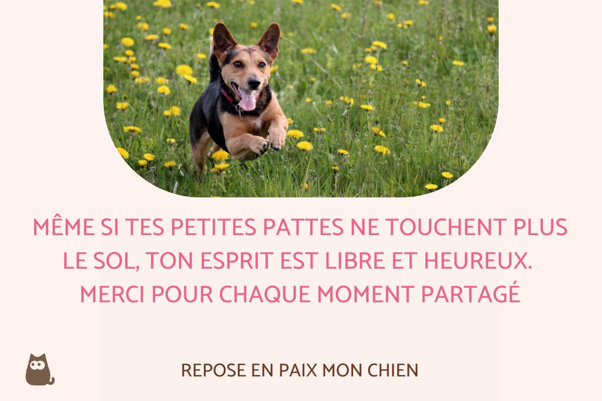 40 Citations pour CHIEN DÉCÉDÉ Belles et touchantes