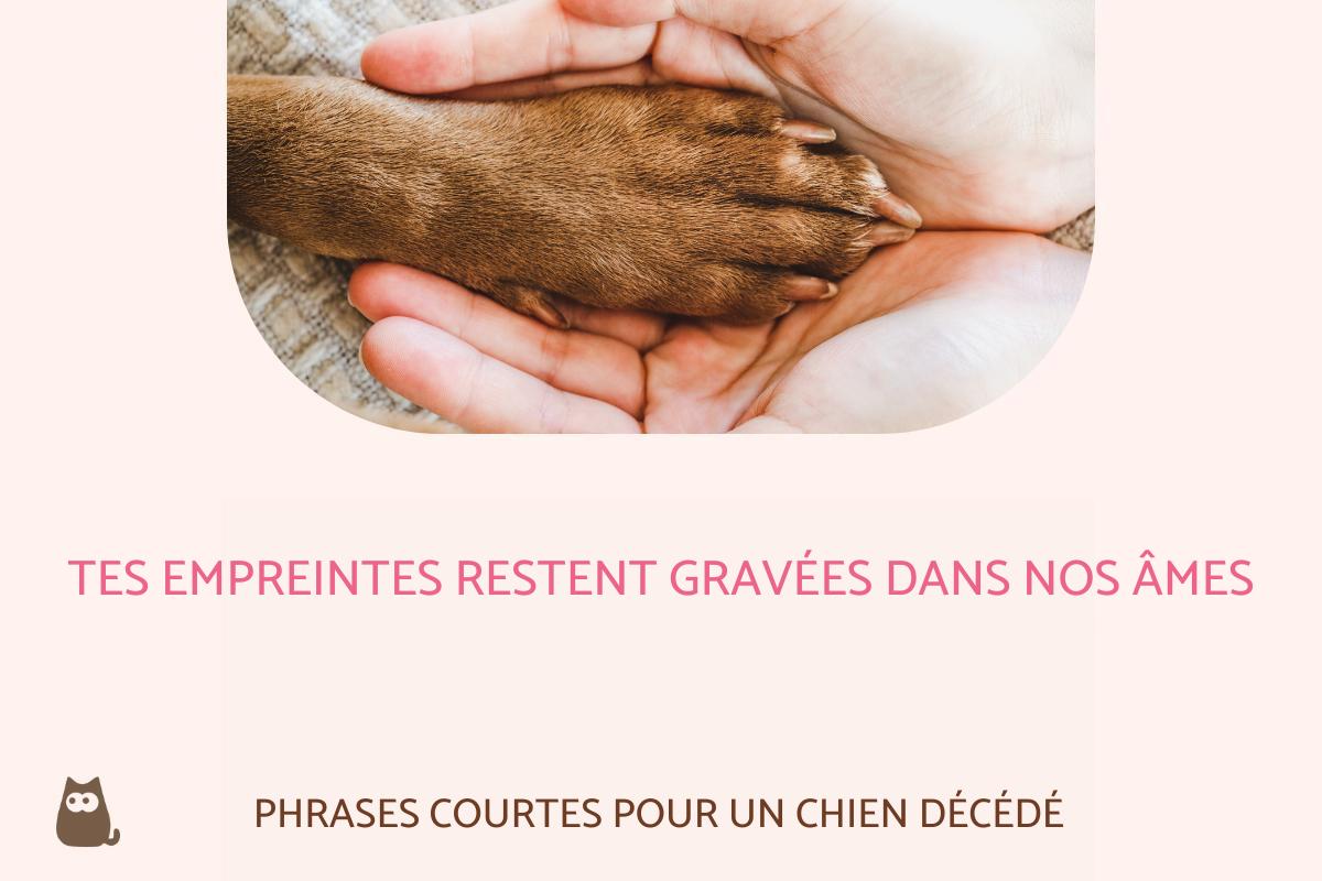 40 Citations pour CHIEN DÉCÉDÉ Belles et touchantes