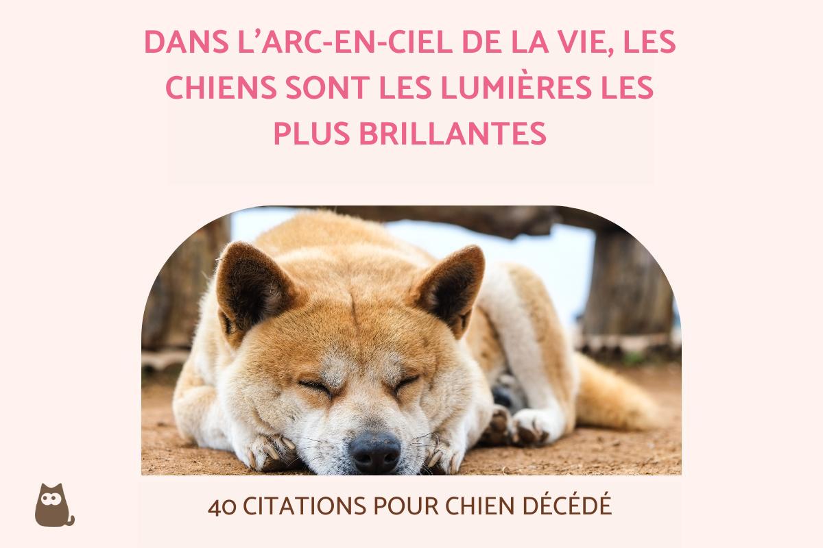 Citations pour chien décédé