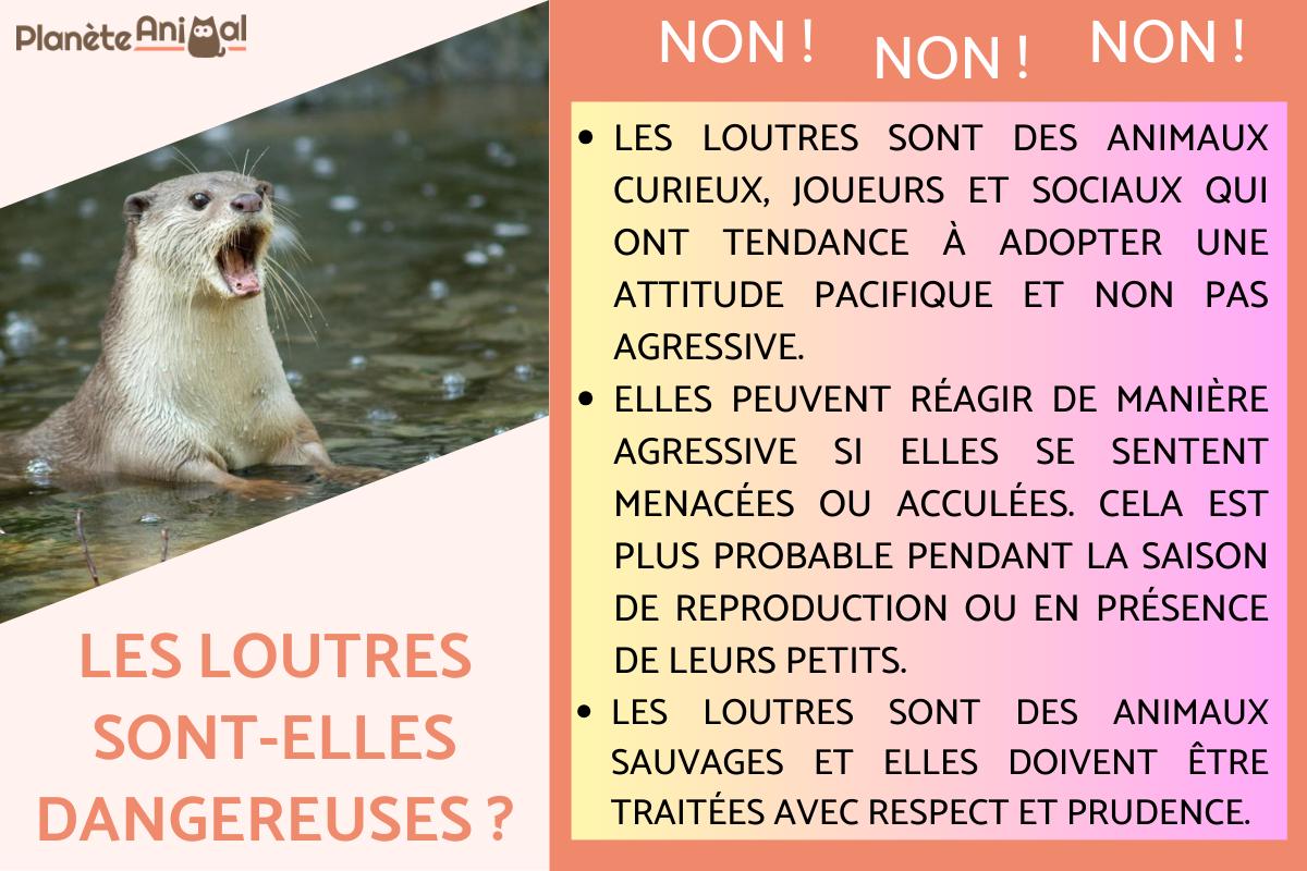 Les loutres sont-elles dangereuses ?