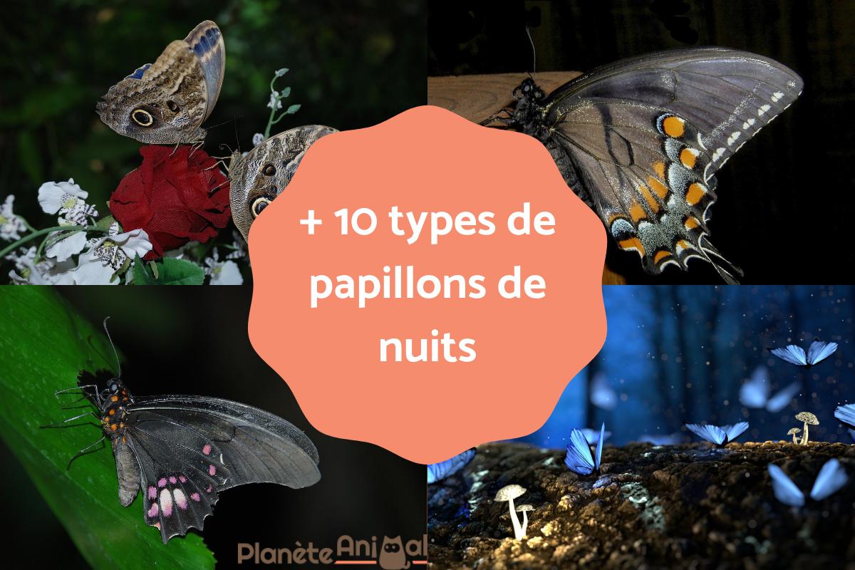Papillons de nuit Types, caractéristiques, habitat, durée de vie, dangerosité