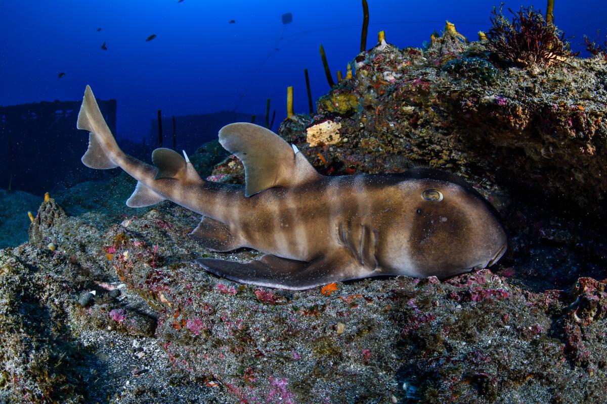 Est-ce que les requins dorment ?