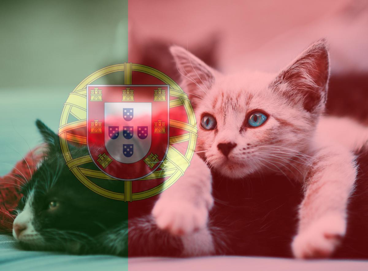Noms portugais pour chats mâles et femelles