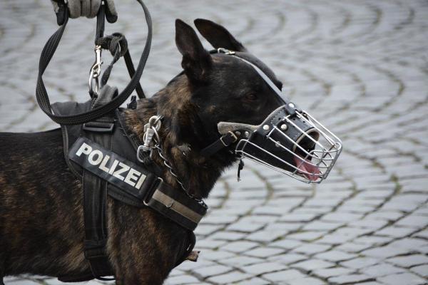 Comment adopter un chien ? - Où et comment adopter un chien policier à la retraite ?