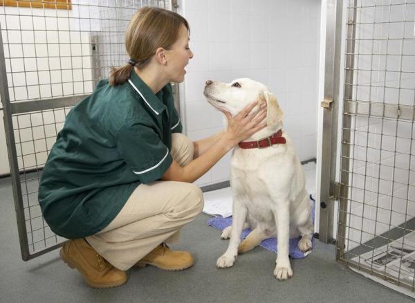 Comment adopter un chien ? - Que faut-il prendre en considération avant d'adopter un chien ?