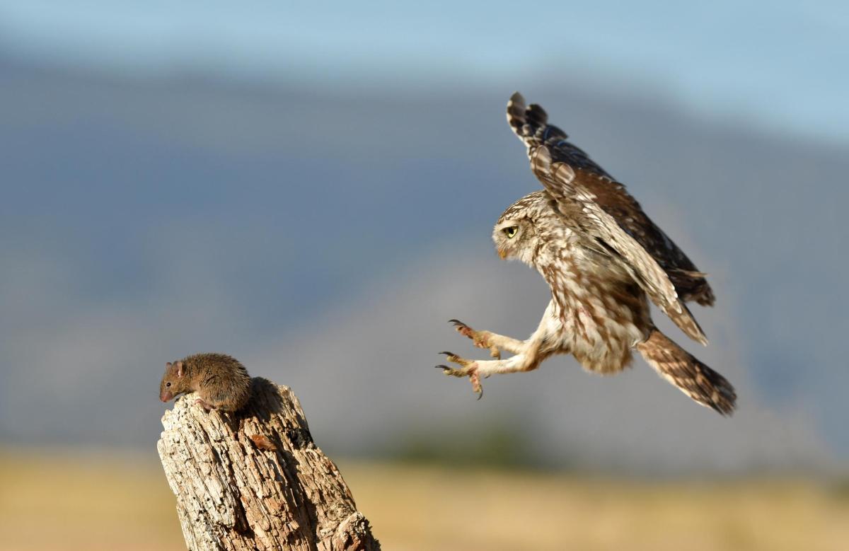 Que mange le hibou ?