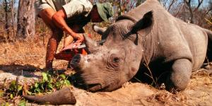 15 animaux disparus à cause de l'homme
